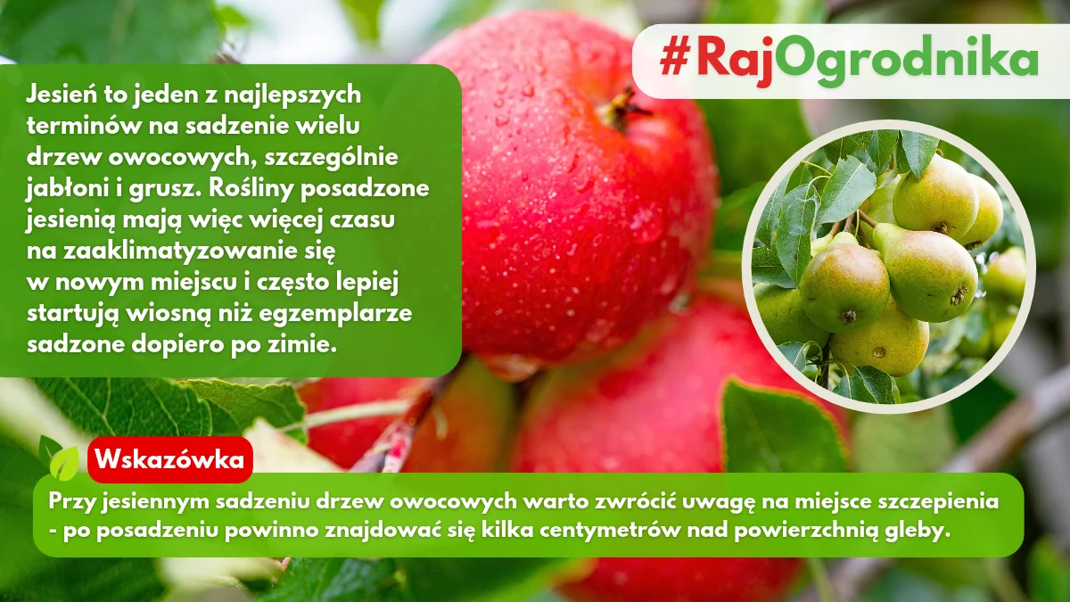 Jakie drzewa owocowe można sadzić jesienią w ogrodzie blog sklep rajogrodnika